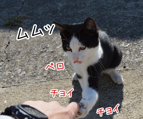 猫島　其の七　猫の写真で４コマ漫画　１コマ目ッ