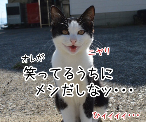 猫島　其の七　猫の写真で４コマ漫画　４コマ目ッ