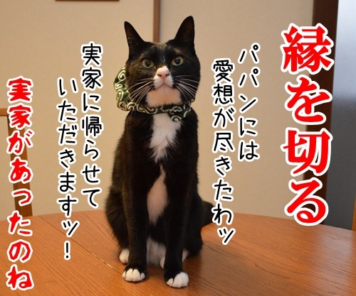 国語の授業　其の二　猫の写真で４コマ漫画　４コマ目ッ