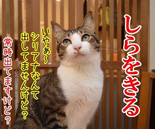 国語の授業　其の二　猫の写真で４コマ漫画　３コマ目ッ