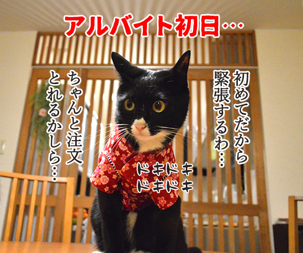 アルバイト初日（だいず篇）　其の一　猫の写真で４コマ漫画　１コマ目ッ