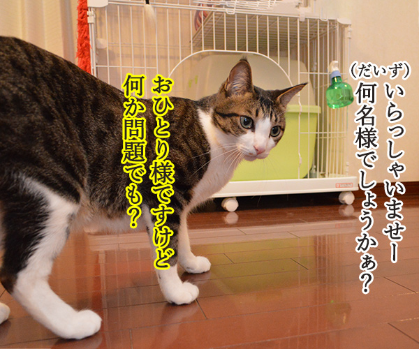 アルバイト初日（だいず篇）　其の一　猫の写真で４コマ漫画　２コマ目ッ