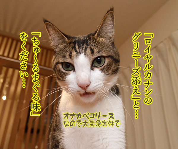 アルバイト初日（だいず篇）　其の一　猫の写真で４コマ漫画　３コマ目ッ