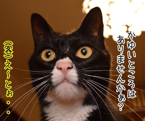 シャンプー　猫の写真で４コマ漫画　２コマ目ッ