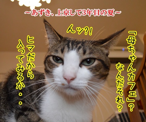 母ちゃんカフェ　猫の写真で４コマ漫画　１コマ目ッ