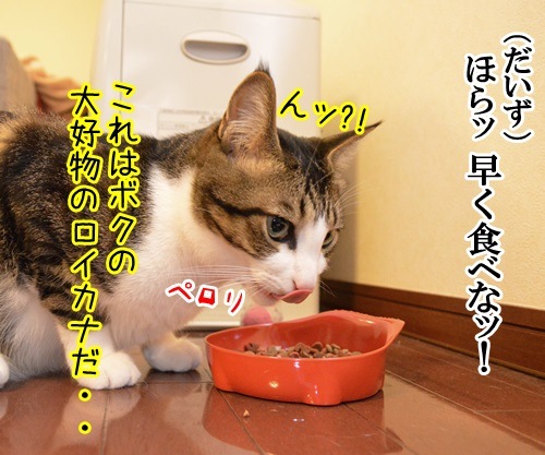 母ちゃんカフェ　猫の写真で４コマ漫画　３コマ目ッ