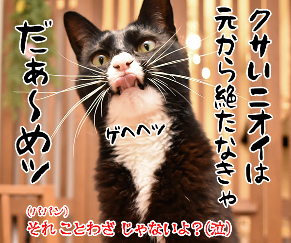 教えてッ だいず先生ッ　其の二　猫の写真で４コマ漫画　４コマ目ッ