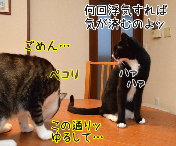 アンタってひとは　猫の写真で４コマ漫画　２コマ目ッ