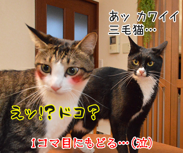 アンタってひとは　猫の写真で４コマ漫画　４コマ目ッ