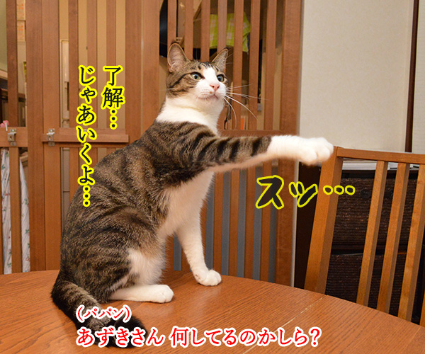 とりあえず　猫の写真で４コマ漫画　２コマ目ッ