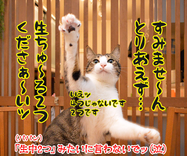 とりあえず　猫の写真で４コマ漫画　４コマ目ッ