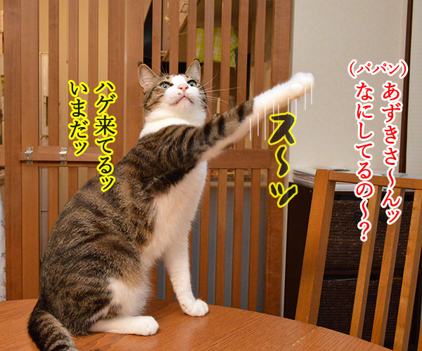 とりあえず　猫の写真で４コマ漫画　３コマ目ッ