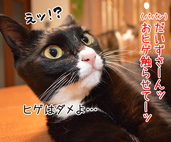 だいずの秘密　猫の写真で４コマ漫画　１コマ目ッ