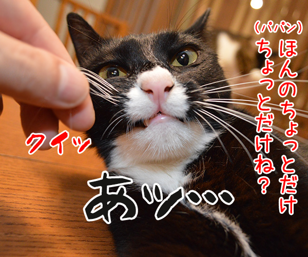 だいずの秘密　猫の写真で４コマ漫画　２コマ目ッ