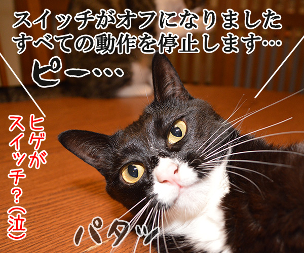 だいずの秘密　猫の写真で４コマ漫画　４コマ目ッ