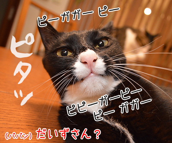 だいずの秘密　猫の写真で４コマ漫画　３コマ目ッ