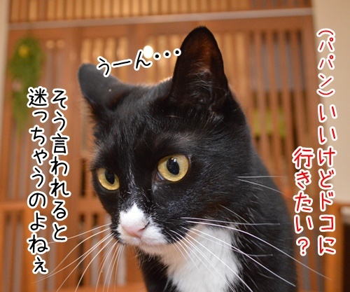 夏休みだから　猫の写真で４コマ漫画　２コマ目ッ