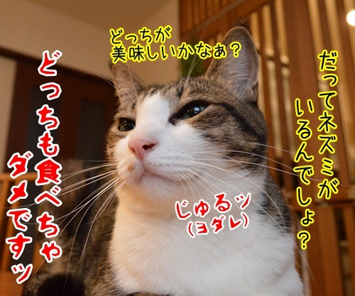 夏休みだから　猫の写真で４コマ漫画　４コマ目ッ