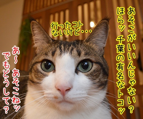 夏休みだから　猫の写真で４コマ漫画　３コマ目ッ