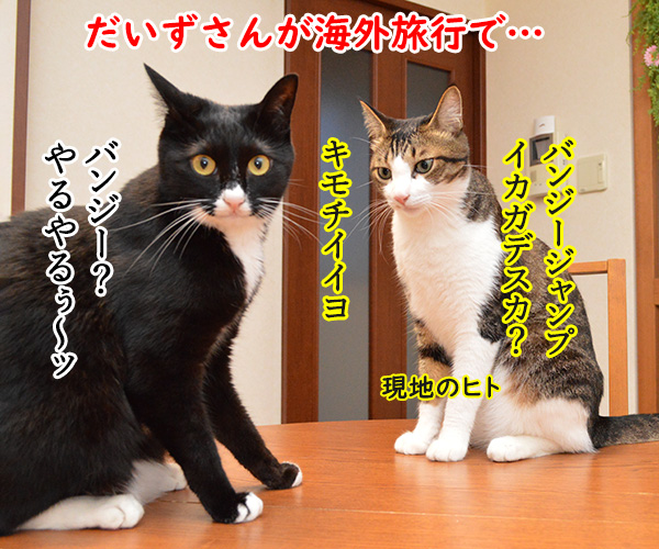 海外旅行でバンジージャンプ　猫の写真で４コマ漫画　１コマ目ッ