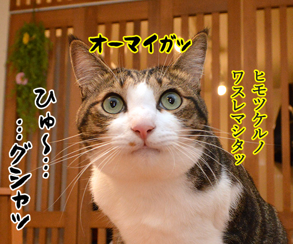 バンジージャンプ 猫の写真で4コマ漫画 4コマ目ッ