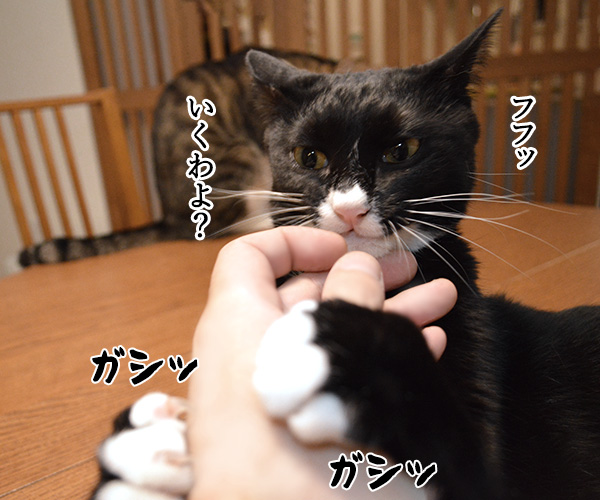 ガブリエル　其の一　猫の写真で４コマ漫画　１コマ目ッ