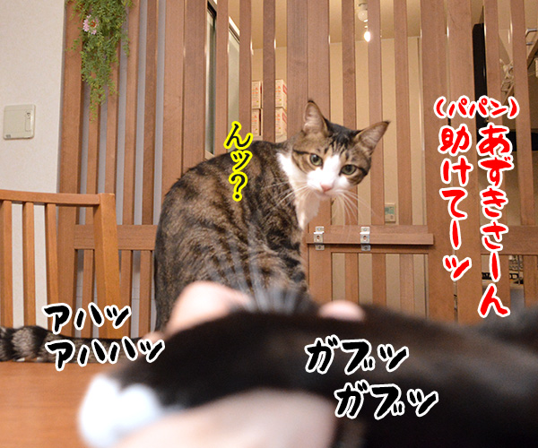 ガブリエル　其の一　猫の写真で４コマ漫画　３コマ目ッ