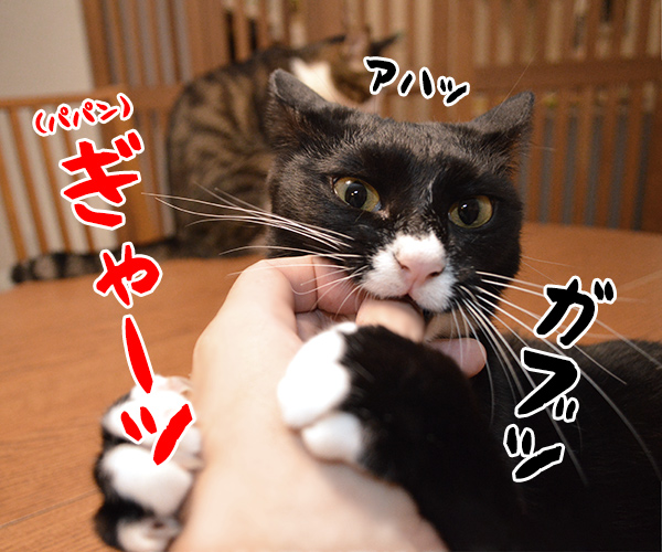 ガブリエル　其の一　猫の写真で４コマ漫画　２コマ目ッ