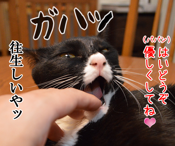 ガブリエル　其の二　猫の写真で４コマ漫画　２コマ目ッ