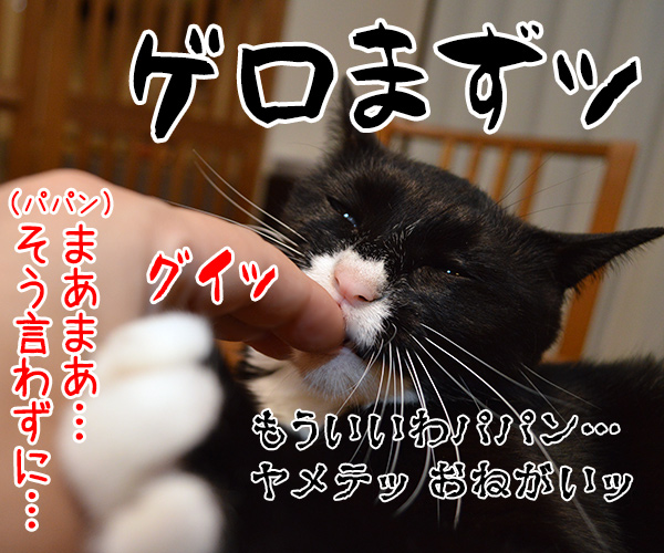 ガブリエル　其の二　猫の写真で４コマ漫画　４コマ目ッ