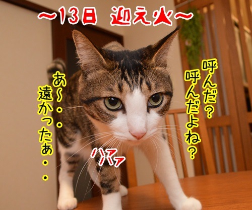 お盆　猫の写真で４コマ漫画　１コマ目ッ