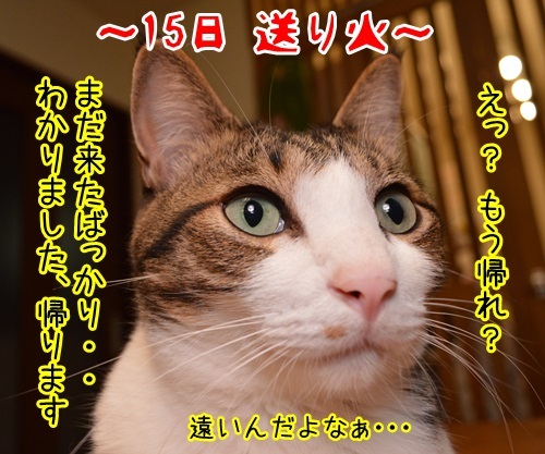 お盆　猫の写真で４コマ漫画　２コマ目ッ