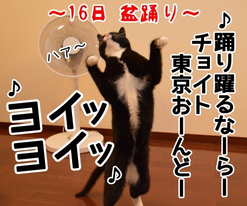 お盆　猫の写真で４コマ漫画　４コマ目ッ