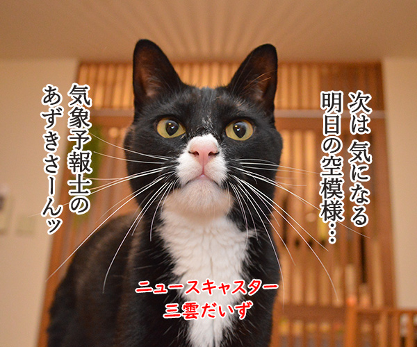 気象予報士 あずき　猫の写真で４コマ漫画　１コマ目ッ