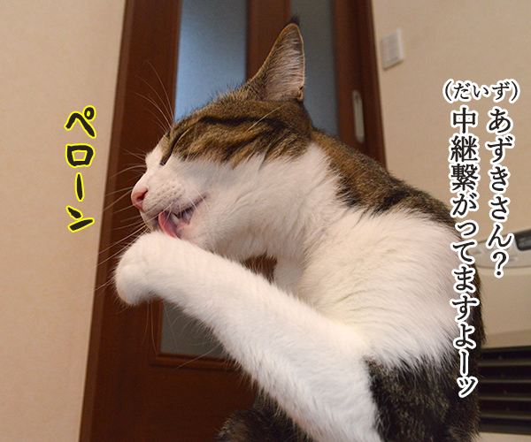 気象予報士 あずき　猫の写真で４コマ漫画　２コマ目ッ