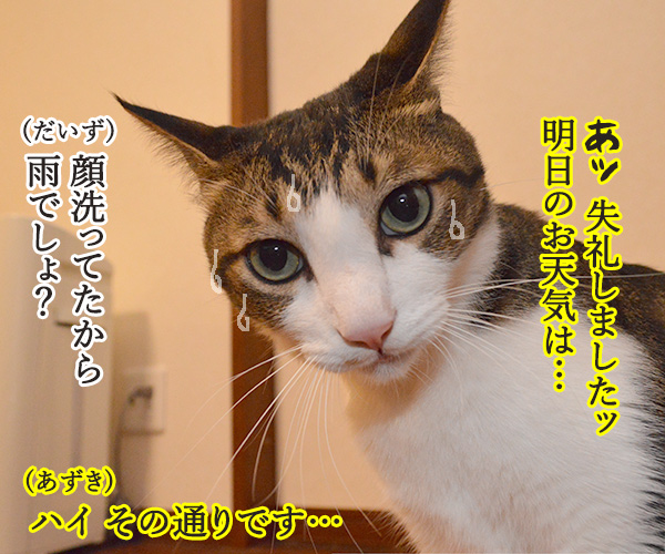 気象予報士 あずき　猫の写真で４コマ漫画　４コマ目ッ