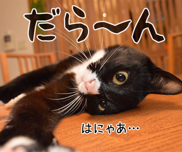 明日からお仕事　猫の写真で４コマ漫画　３コマ目ッ