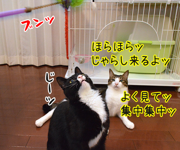 アドバイス　猫の写真で４コマ漫画　１コマ目ッ