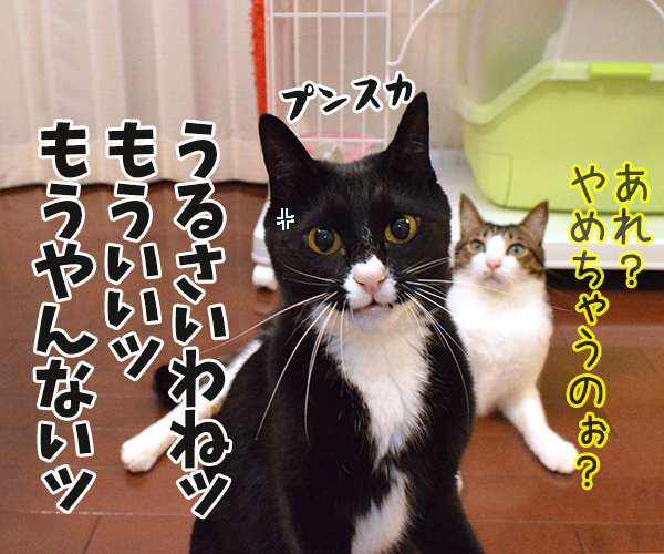 アドバイス　猫の写真で４コマ漫画　３コマ目ッ