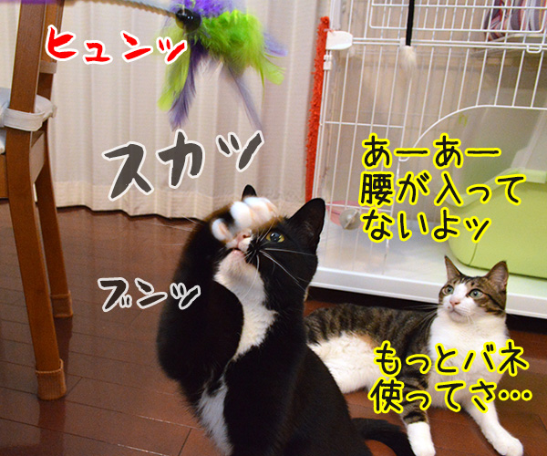 アドバイス　猫の写真で４コマ漫画　２コマ目ッ