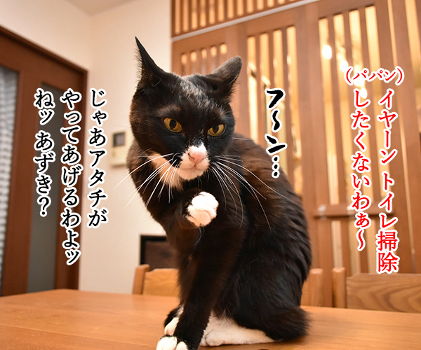 どうぞどうぞ　其の二　猫の写真で４コマ漫画　１コマ目ッ