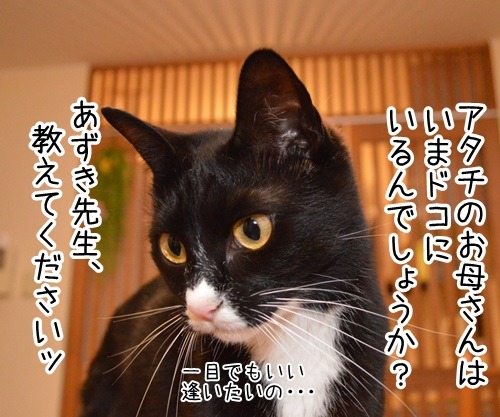 どんなことでもすぐ解決　猫の写真で４コマ漫画　２コマ目ッ