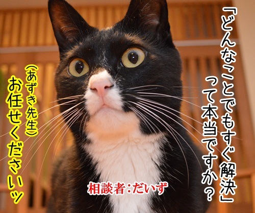 どんなことでもすぐ解決　猫の写真で４コマ漫画　１コマ目ッ