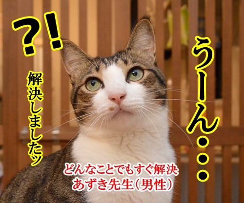 どんなことでもすぐ解決　猫の写真で４コマ漫画　３コマ目ッ