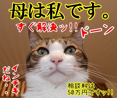 どんなことでもすぐ解決　猫の写真で４コマ漫画　４コマ目ッ