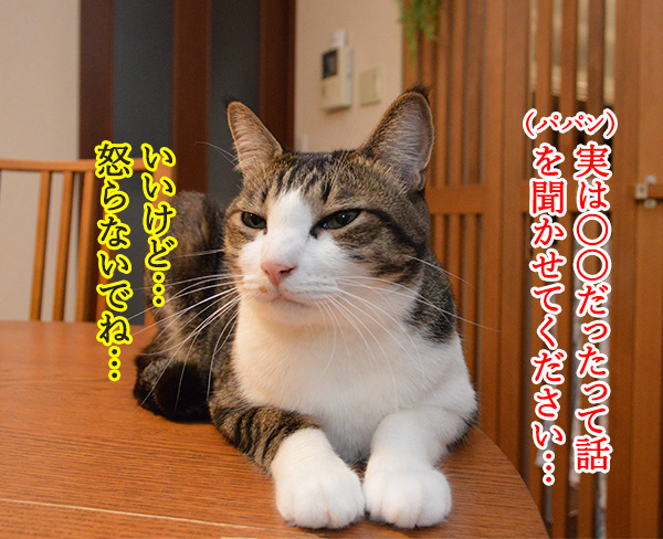 実は○○だった話　猫の写真で４コマ漫画　１コマ目ッ