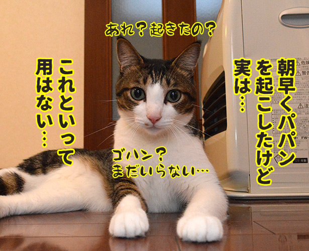 実は○○だった話　猫の写真で４コマ漫画　３コマ目ッ