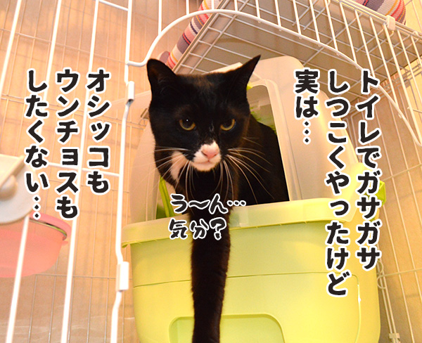 実は○○だった話　猫の写真で４コマ漫画　２コマ目ッ