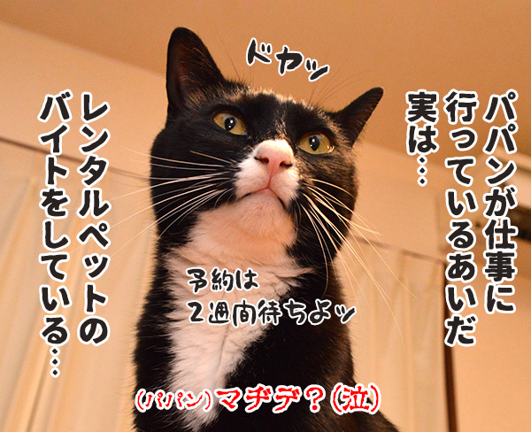 実は○○だった話　猫の写真で４コマ漫画　４コマ目ッ