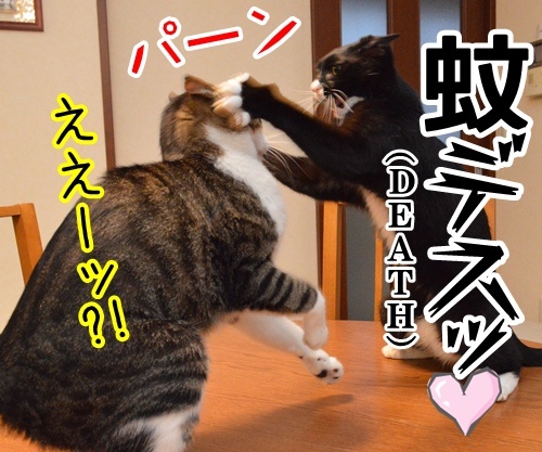 あのＣＭ 「花火大会」篇　猫の写真で４コマ漫画　４コマ目ッ